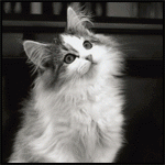 8493969d51f7.gif