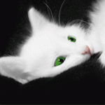648245341.gif