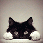 a6dbbb667c83.gif