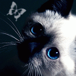 c6b00873db2a.gif