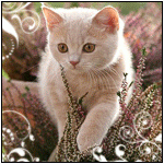 image_11307111746448787498.gif