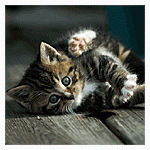 kic009.gif