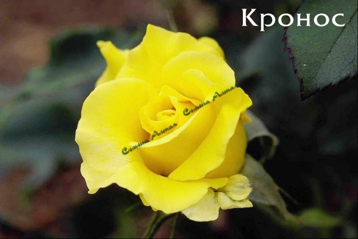 кронос.jpg