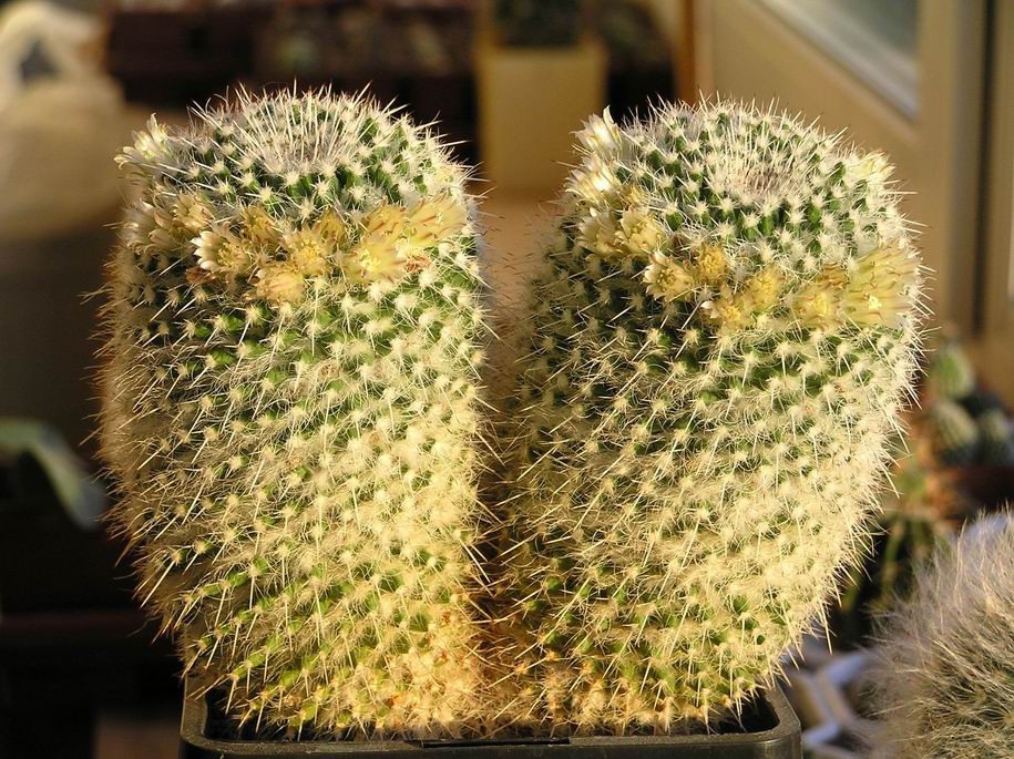 Mammillaria karwinskiana ssp.nejapensis