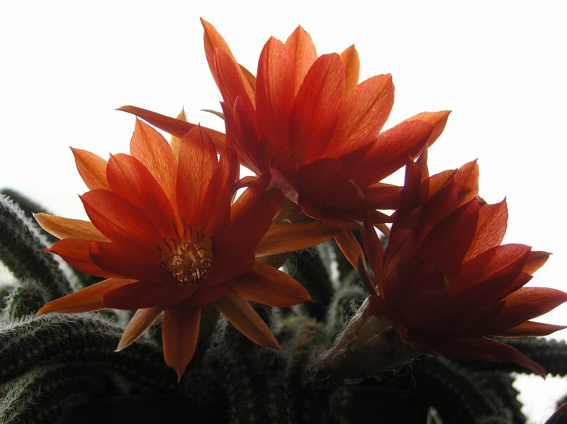 Chamaecereus silvestrii