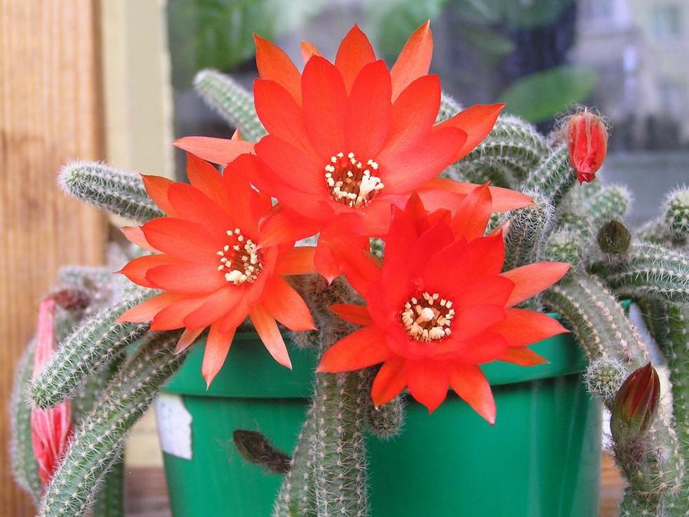 Chamaecereus silvestrii