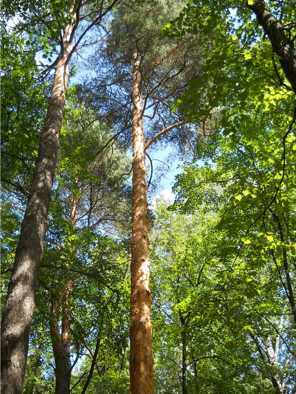 DSCN0001.JPG