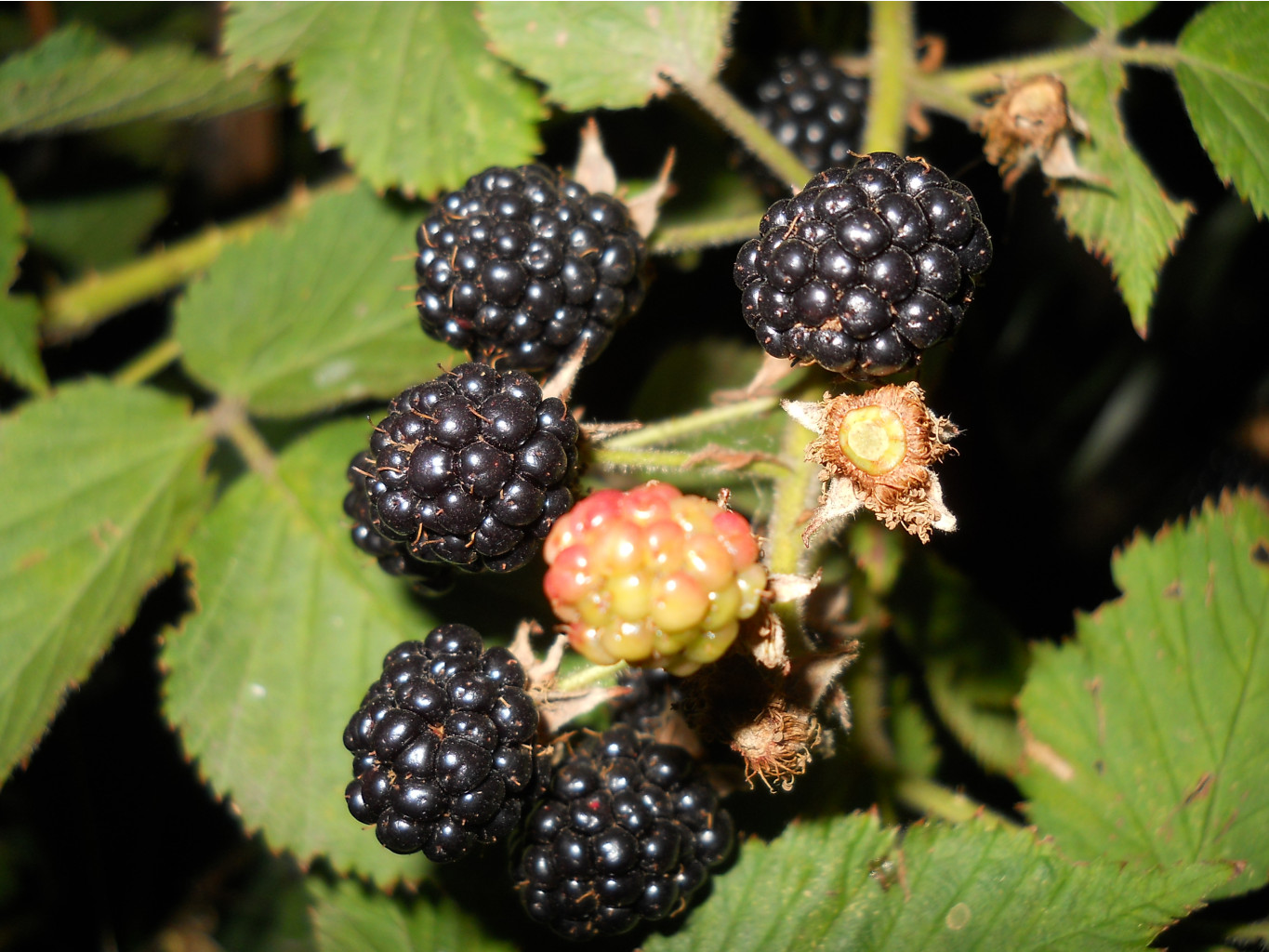 DSCN2410.JPG