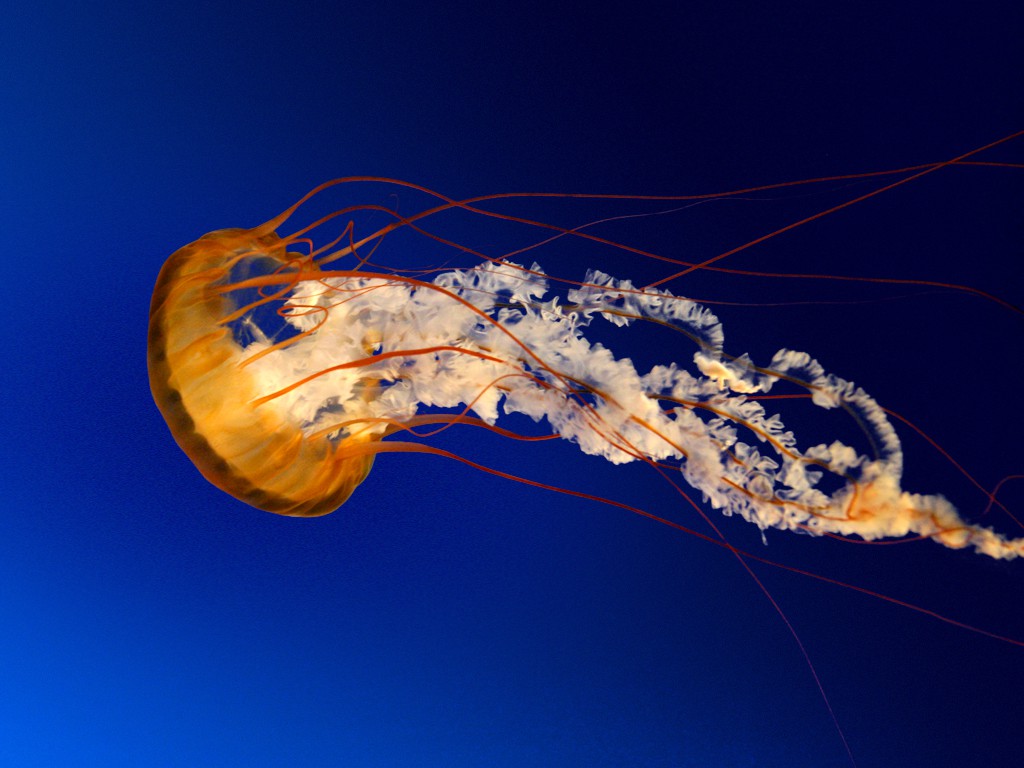 jellyfish.jpg