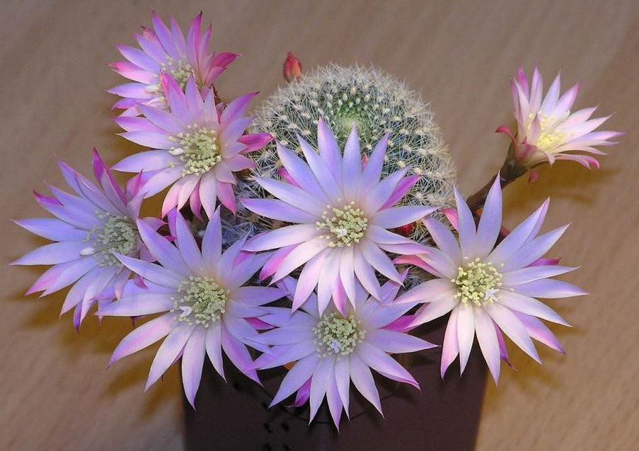 Rebutia narvaecensis 29.04.2010