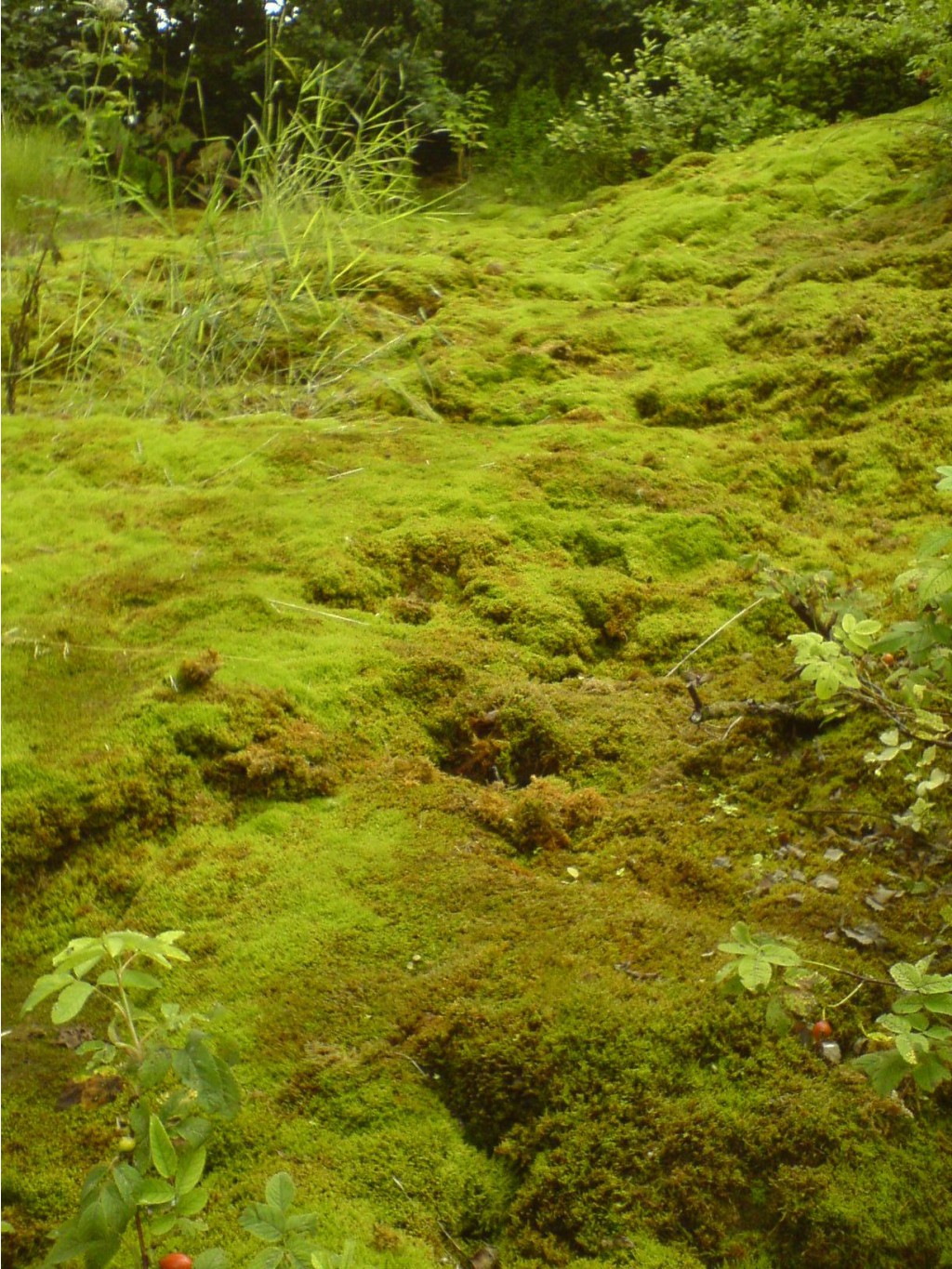 DSC00096.JPG