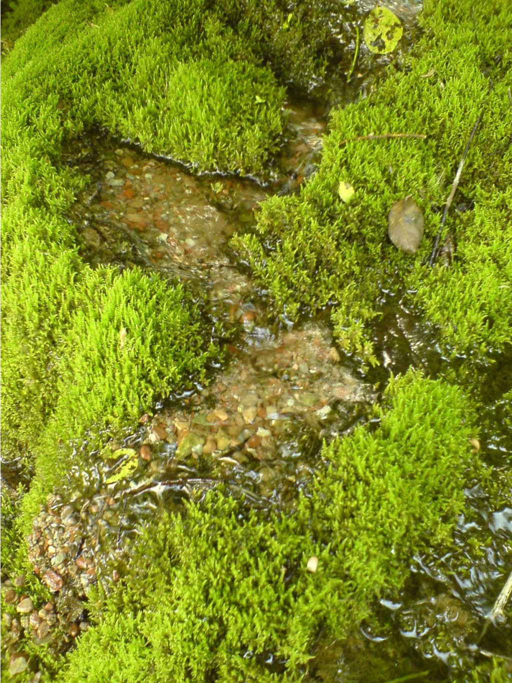 DSC00103.JPG