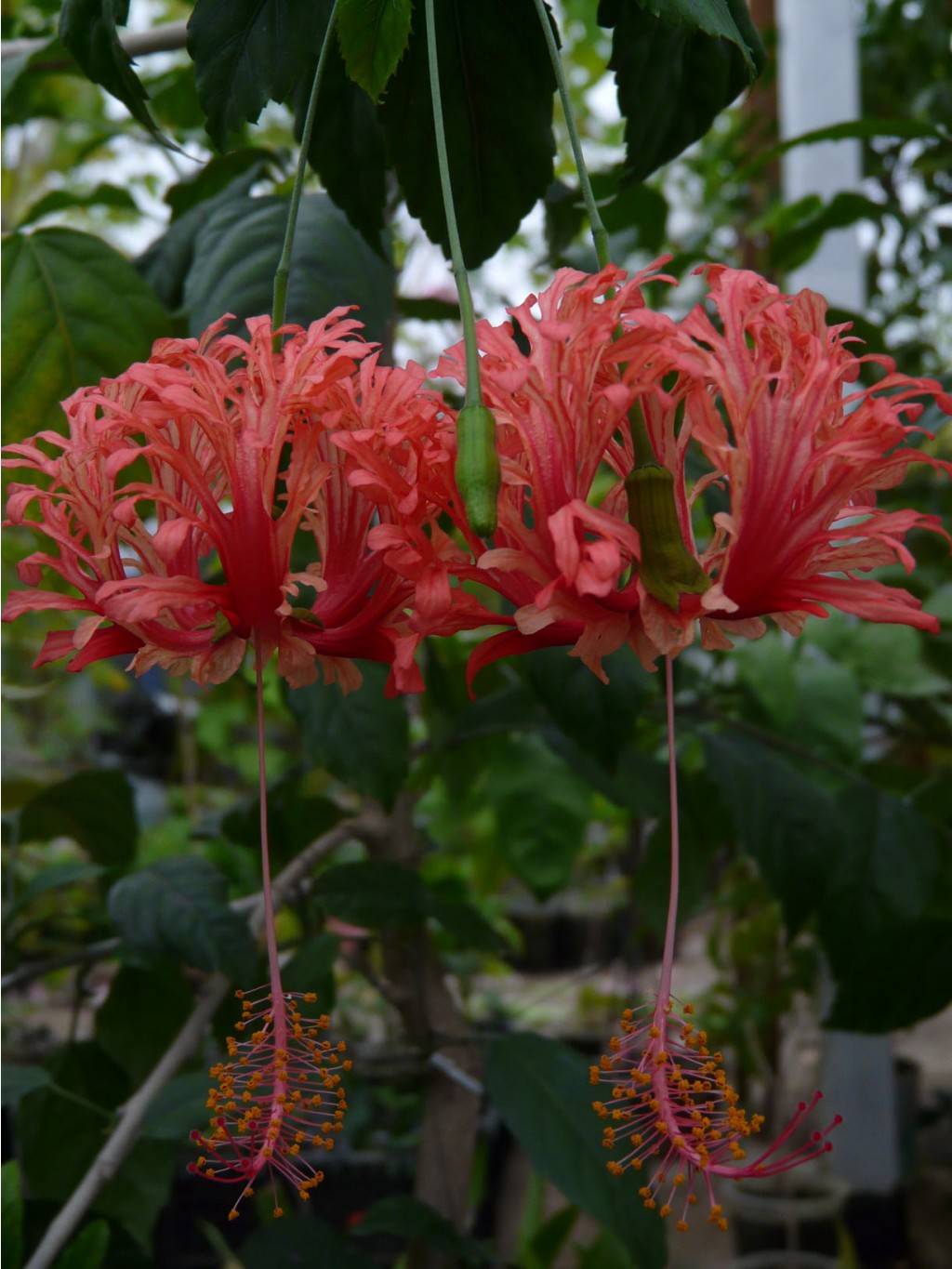   Hibiscus schizopetalus. Mast.