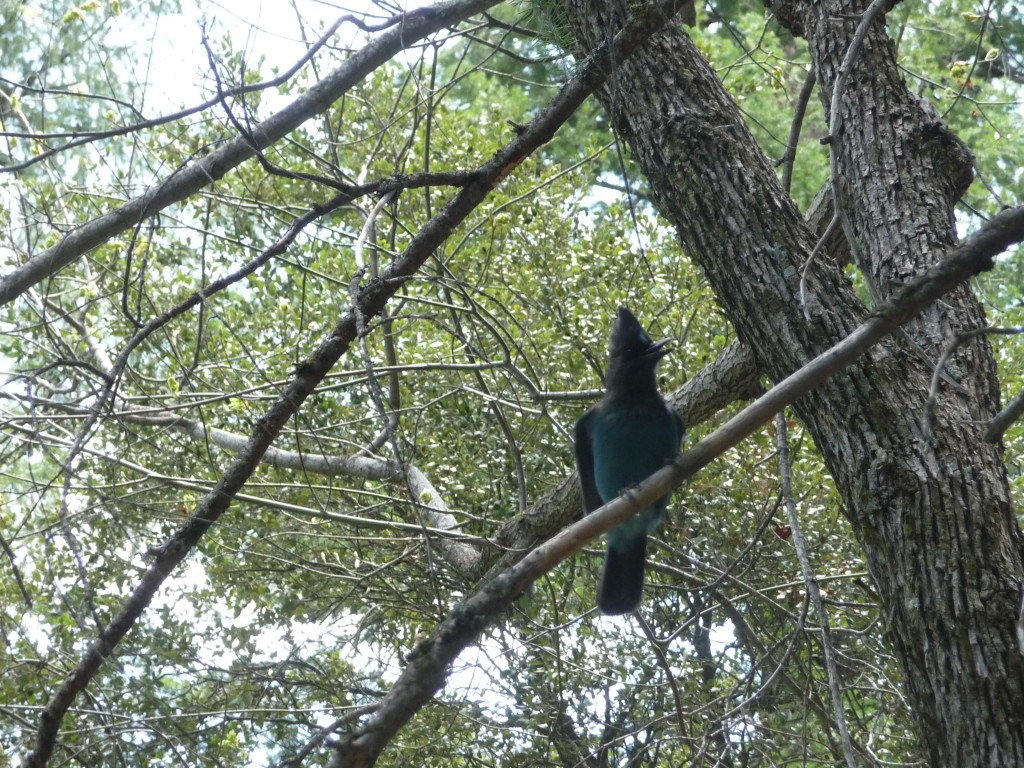 steller\'s jay