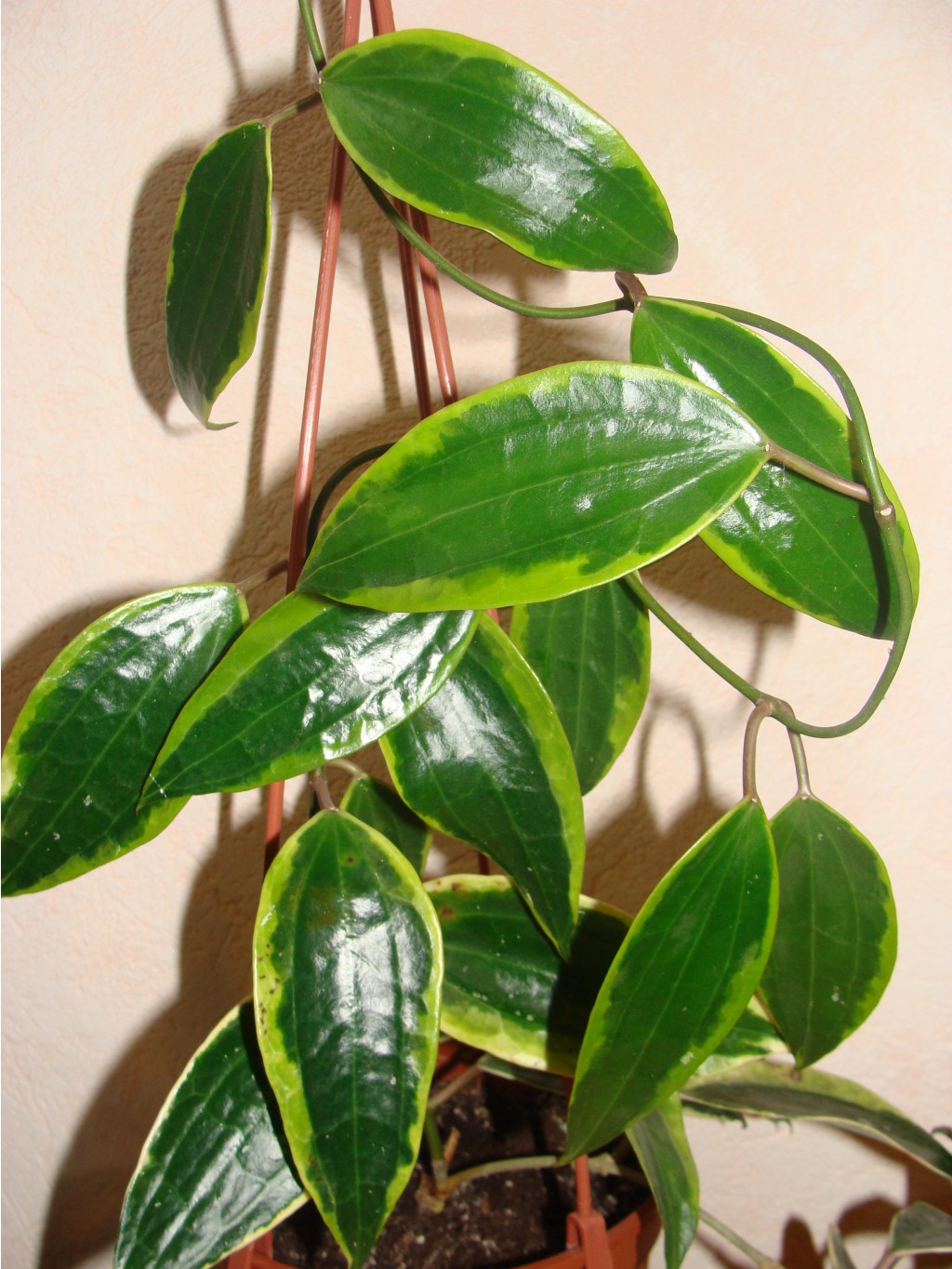 Hoya macrophylla variegata 