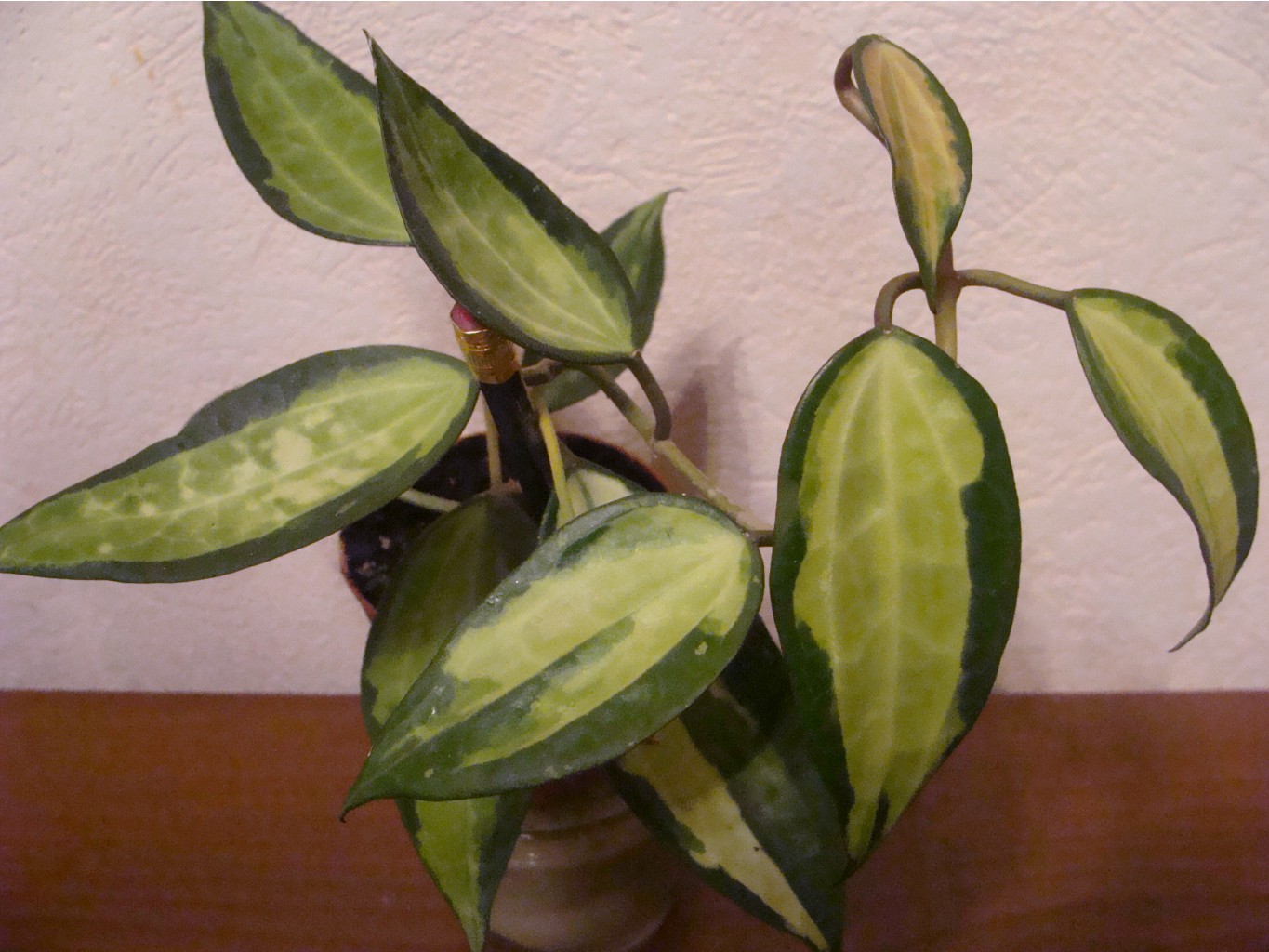 Hoya macrophylla \'Pot of Gold\' 