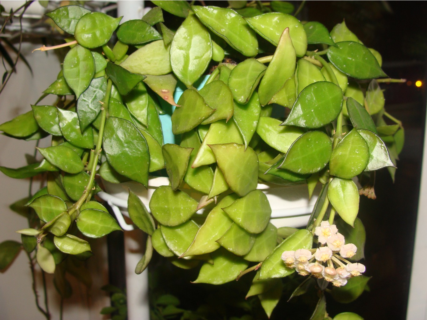 Hoya lacunosa