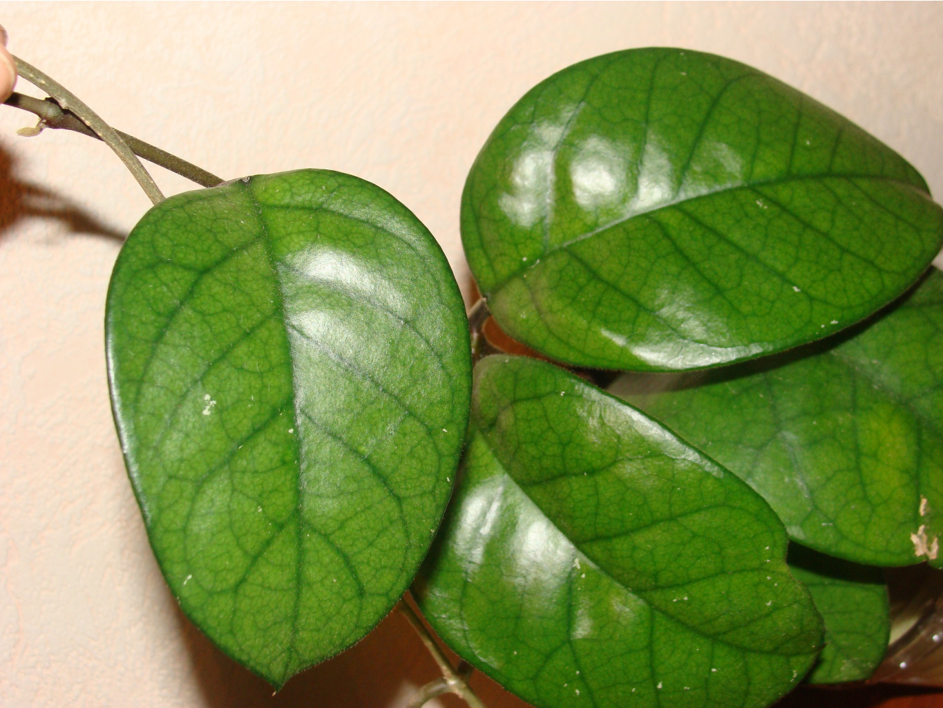 Hoya Fungii