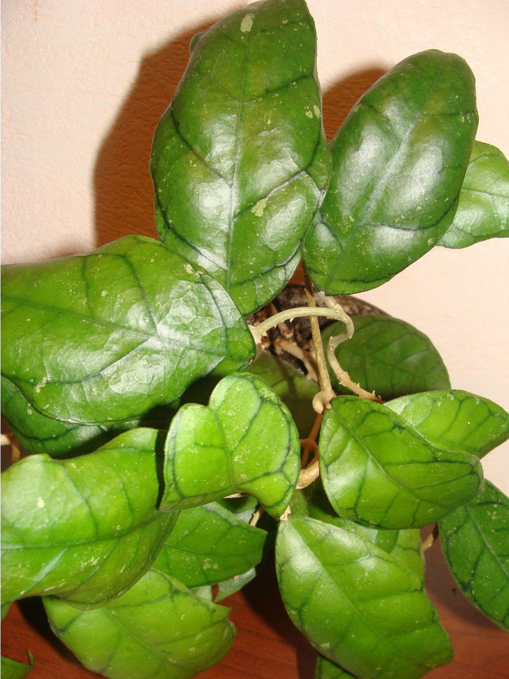 HOYA CALLISTOPHYLLA