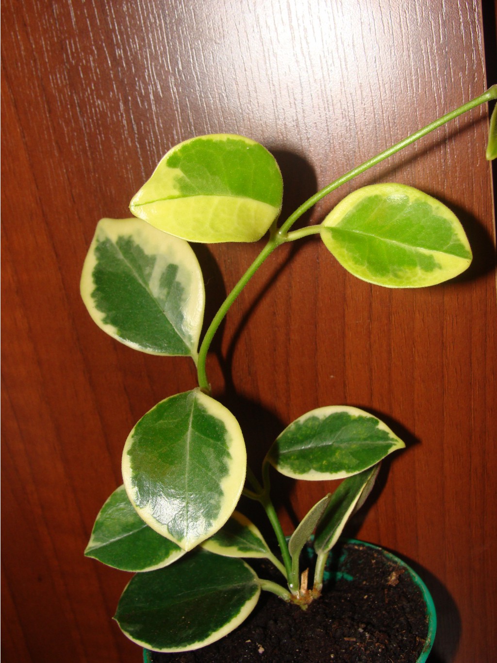 Hoya australis albomarginata