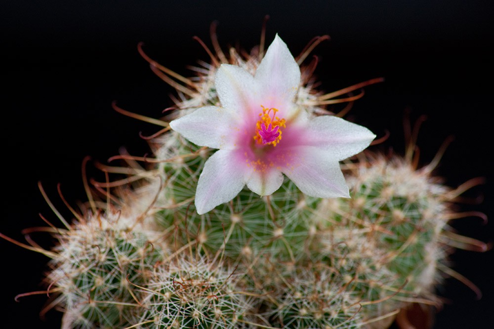 2010.05.24 Mammillaria thornberi