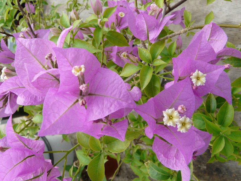 Bougainvillea  buttiana 