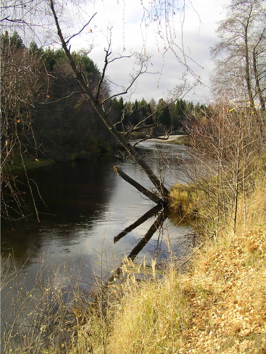 .  2009 .
