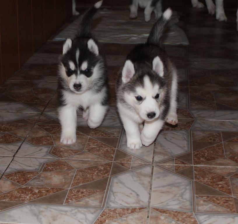 Stella Paradise Artur King Of Kamelot  Stella Paradise Akela Wolf Soverig