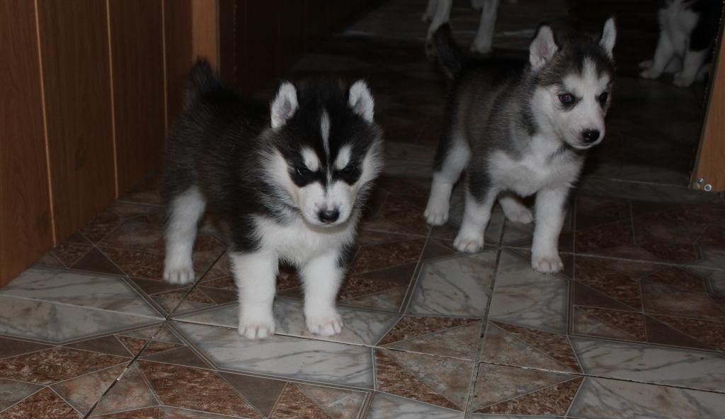 Stella Paradise Artur King Of Kamelot  Stella Paradise Ariadna Magic Thread
