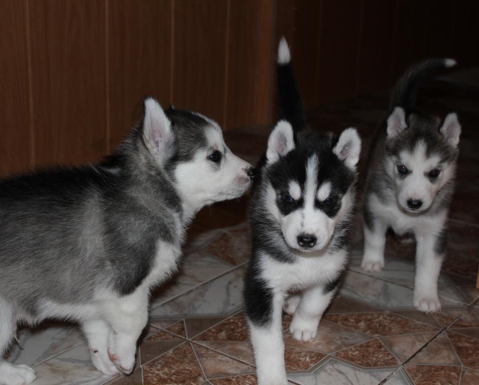 Stella Paradise Ahilles Hero Of Legends, Stella Paradise slan King Of Narnia  Stella Paradise Ariadna Magic Thread