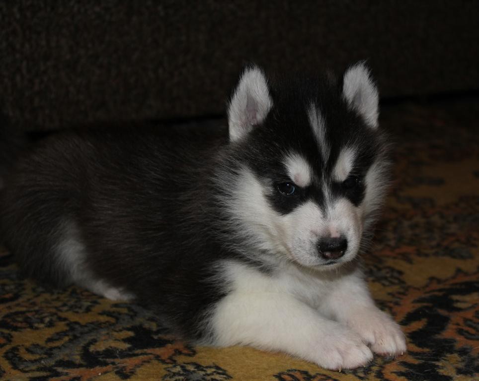 Stella Paradise Artur King Of Kamelot