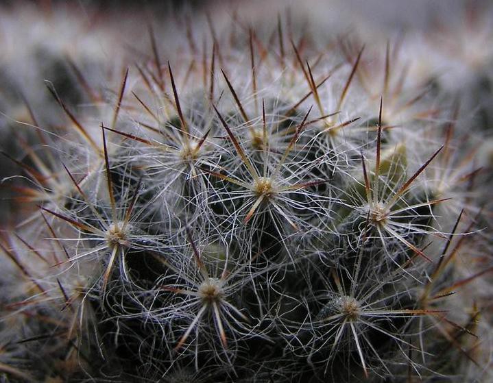 Mammillaria prolifera 23.01.2011