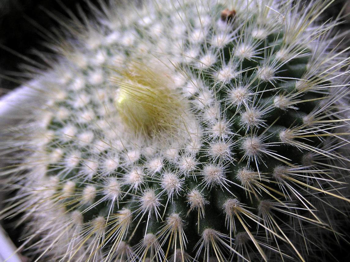 Parodia chrysacanthion 23.01.2011