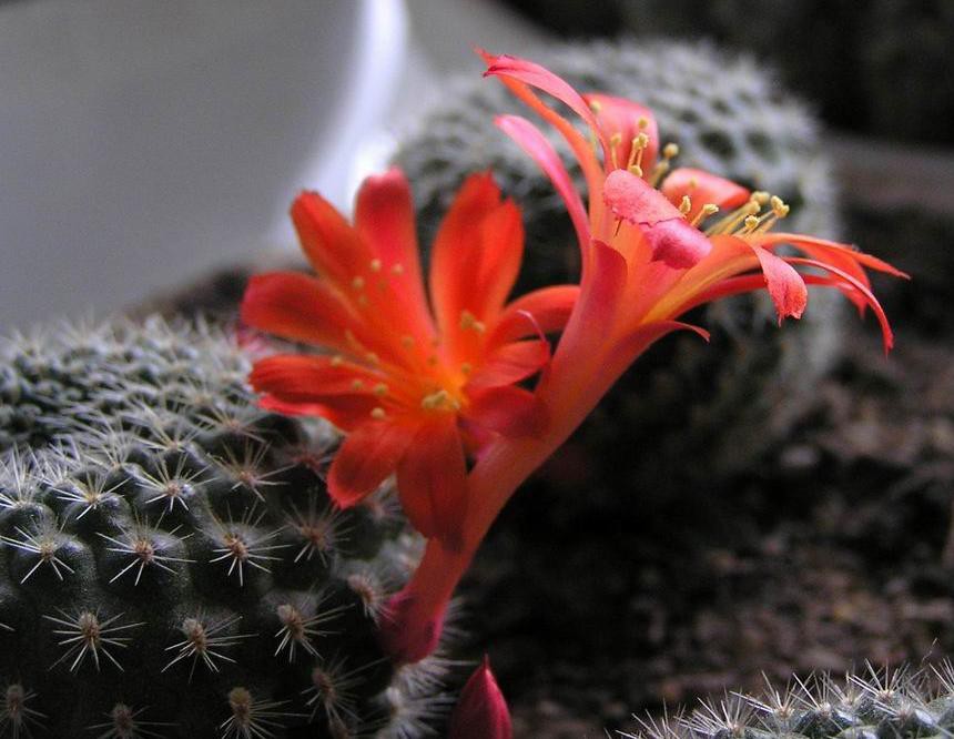 Rebutia minuscula 23.01.2011