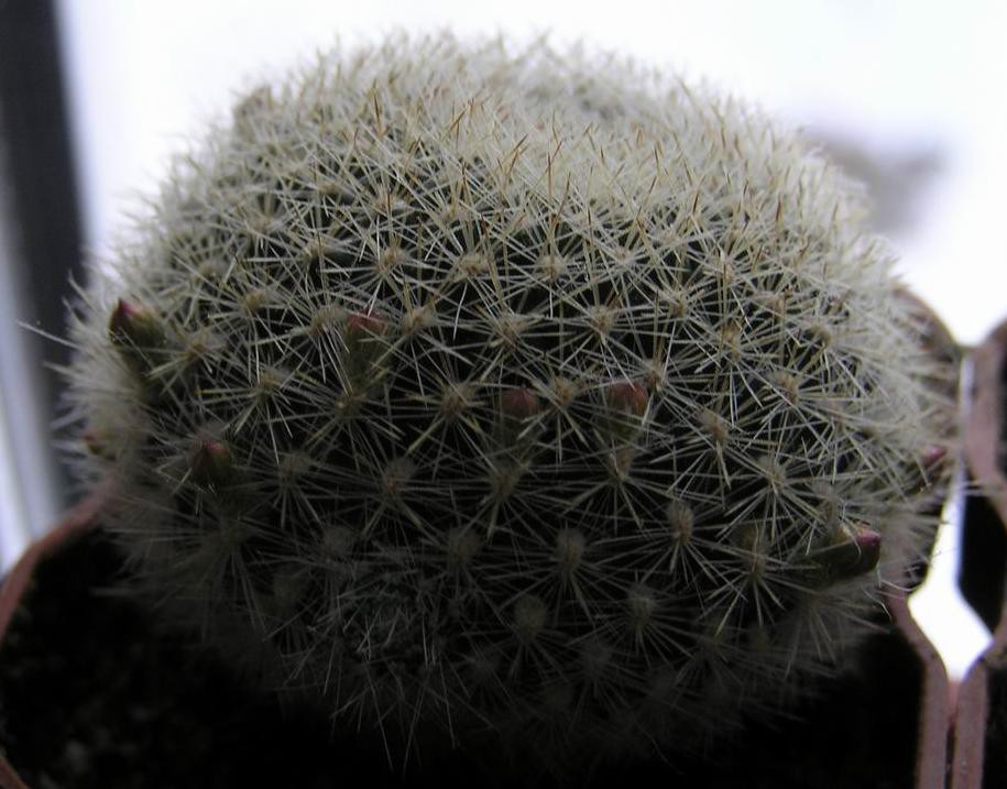 Rebutia narvaecensis 23.01.2011