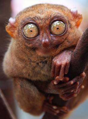 tarsier-2.jpg