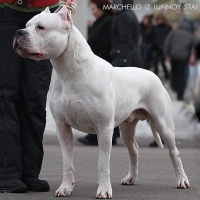 marchello-26-01-2010-puppie.jpg