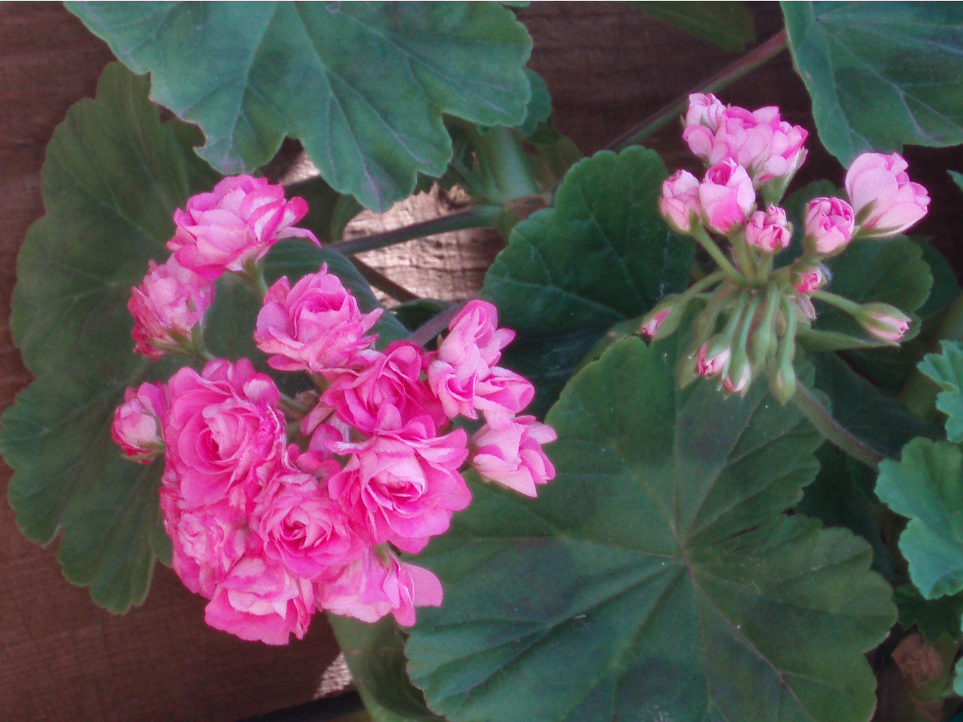 Swanland Pink/Australian Pink Rosebud