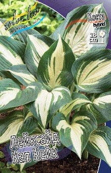 Hosta Lakeside Cupcake.jpg