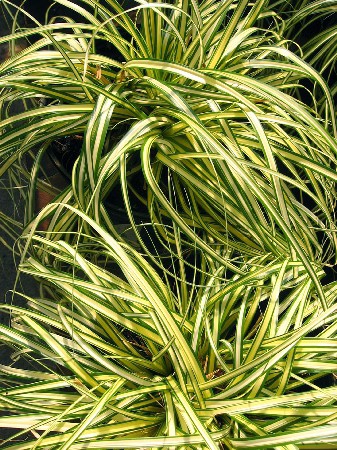 71,55. (CAREX)  (   2 .,   1.).jpg