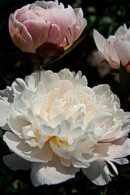 paeonia_jubilee 170.jpg