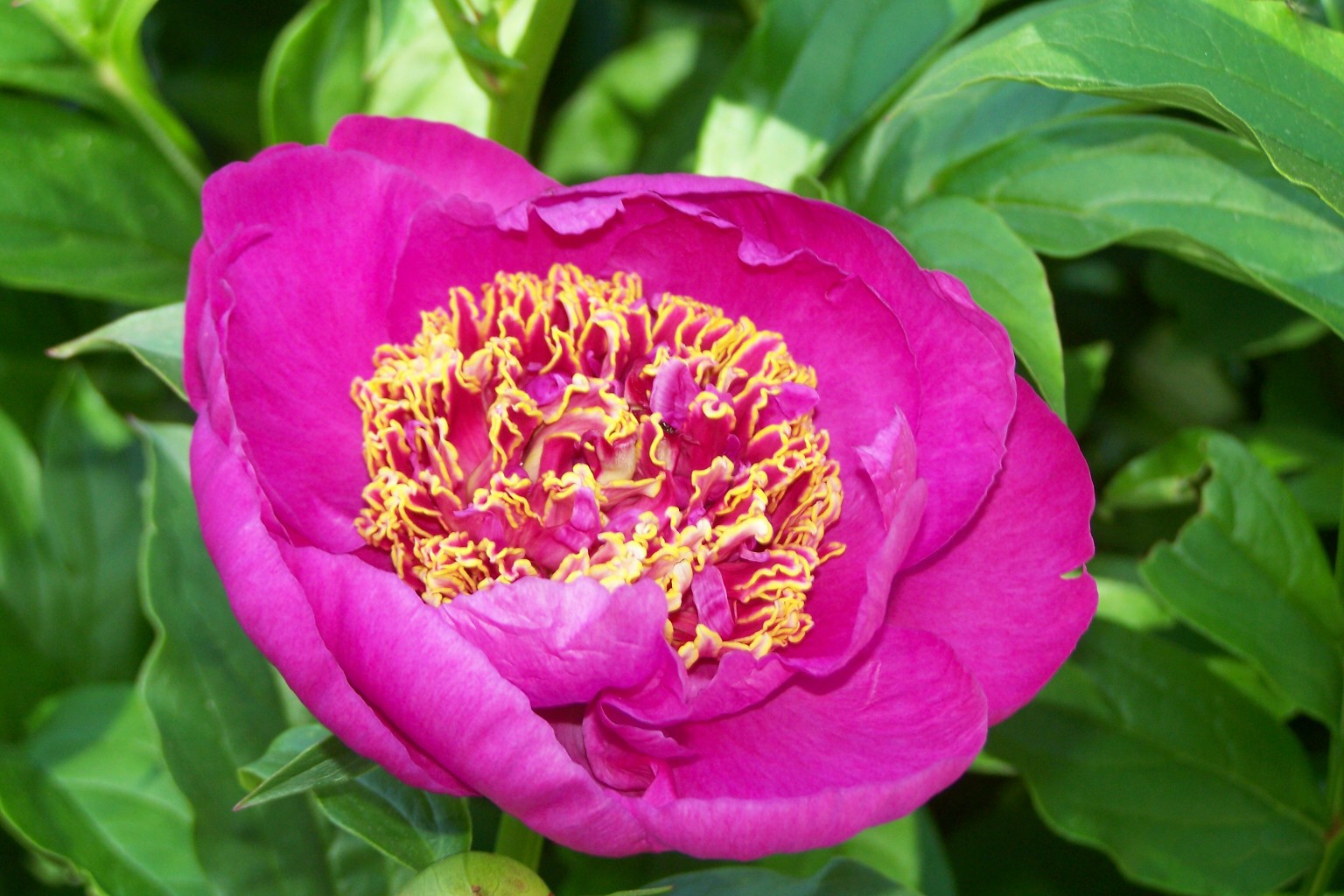 paeonia_neon 250.jpg