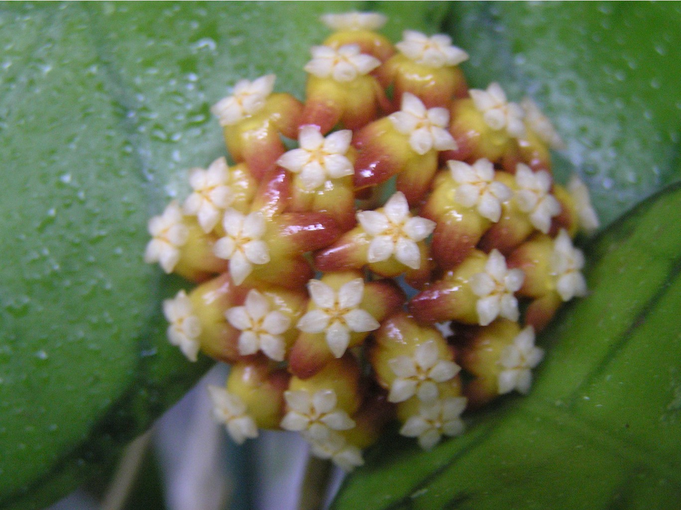 HOYA CALLISTOPHYLLA