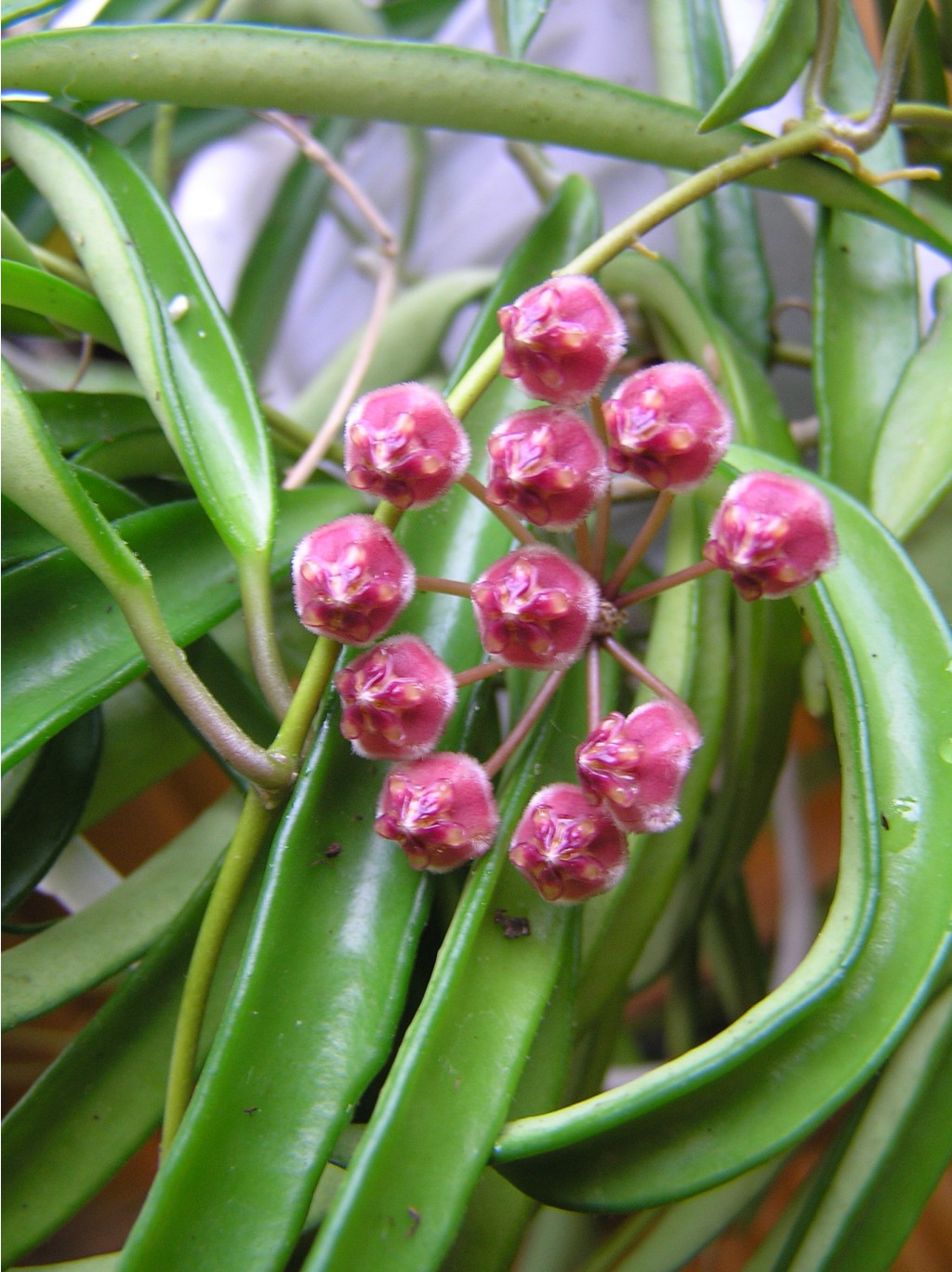 Hoya wayetii