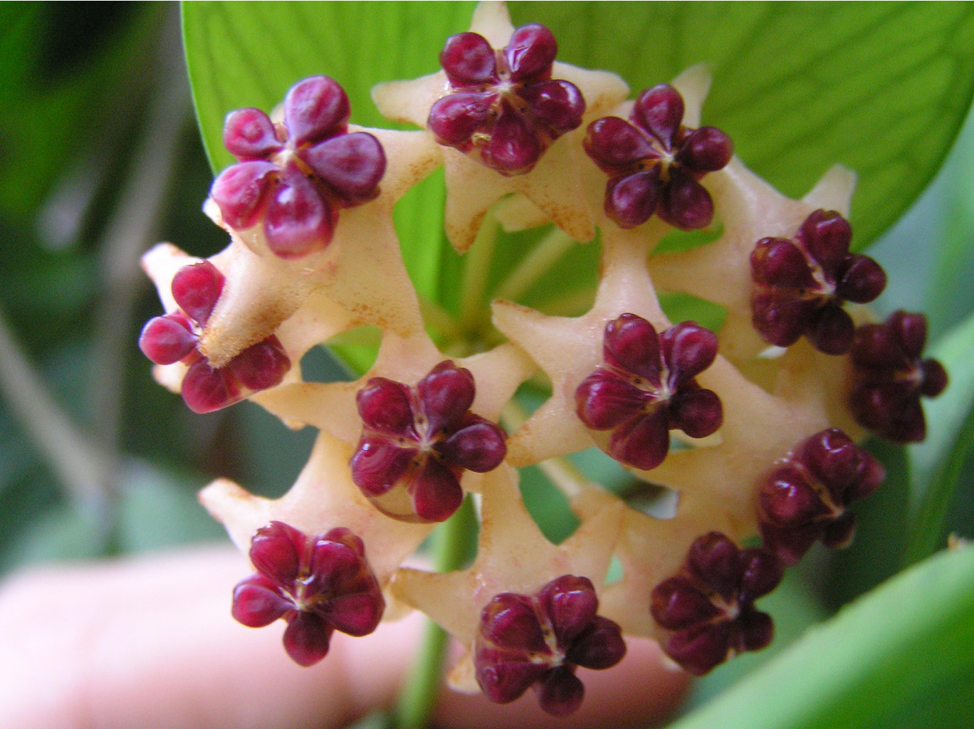 Hoya polyneura