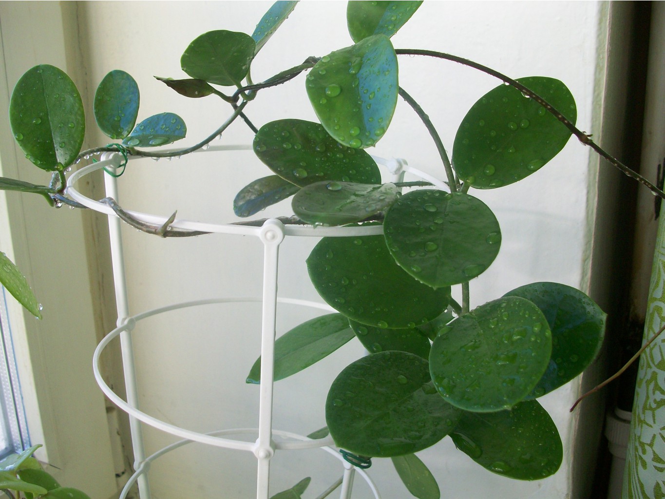 Hoya Naumanii.JPG