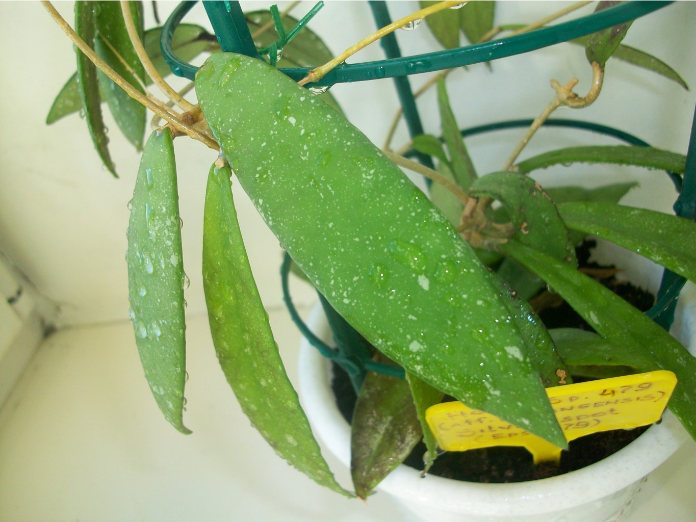 Hoya parangensis silver spot-2.JPG