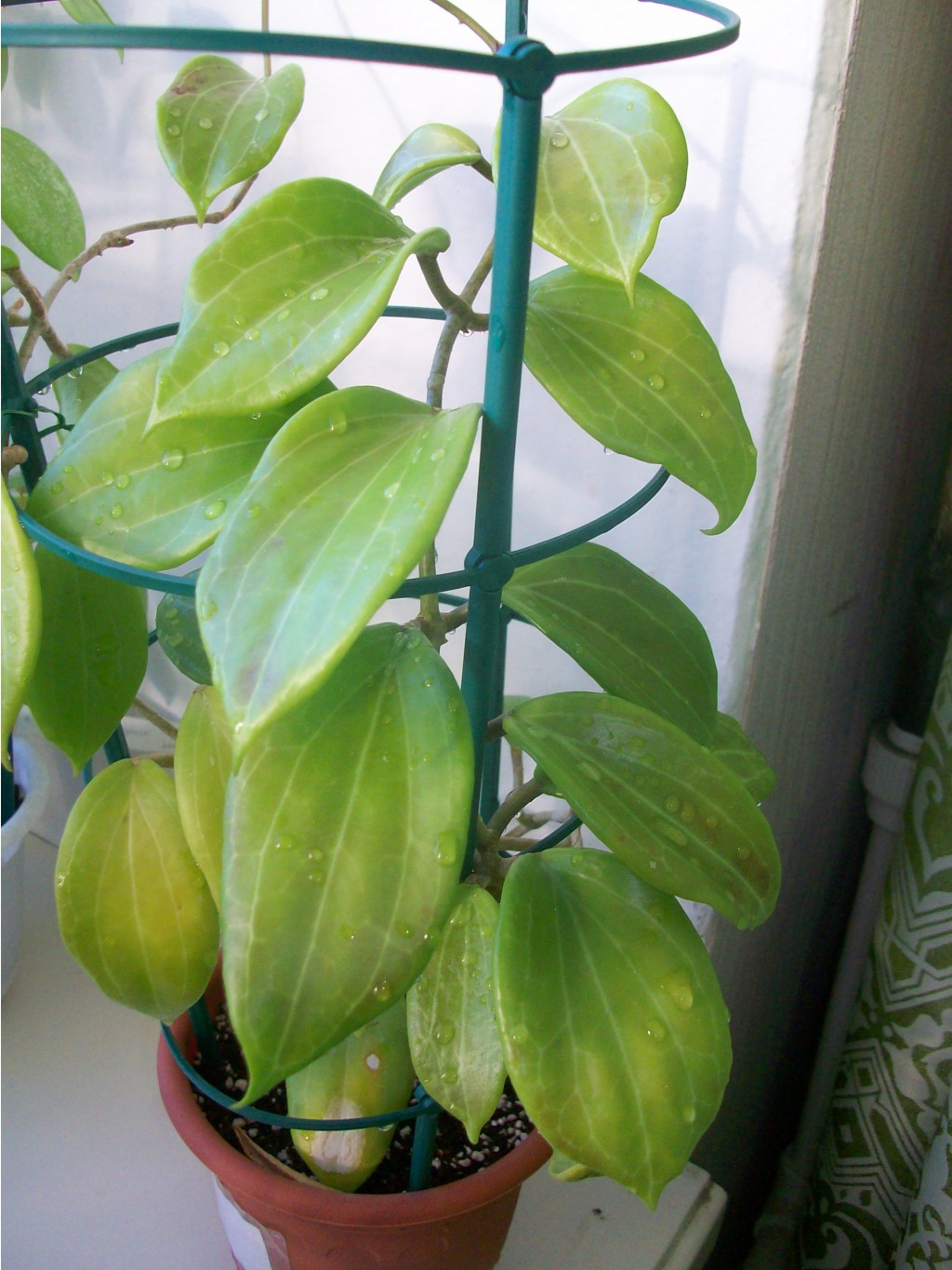 Hoya pentaphlebia.JPG