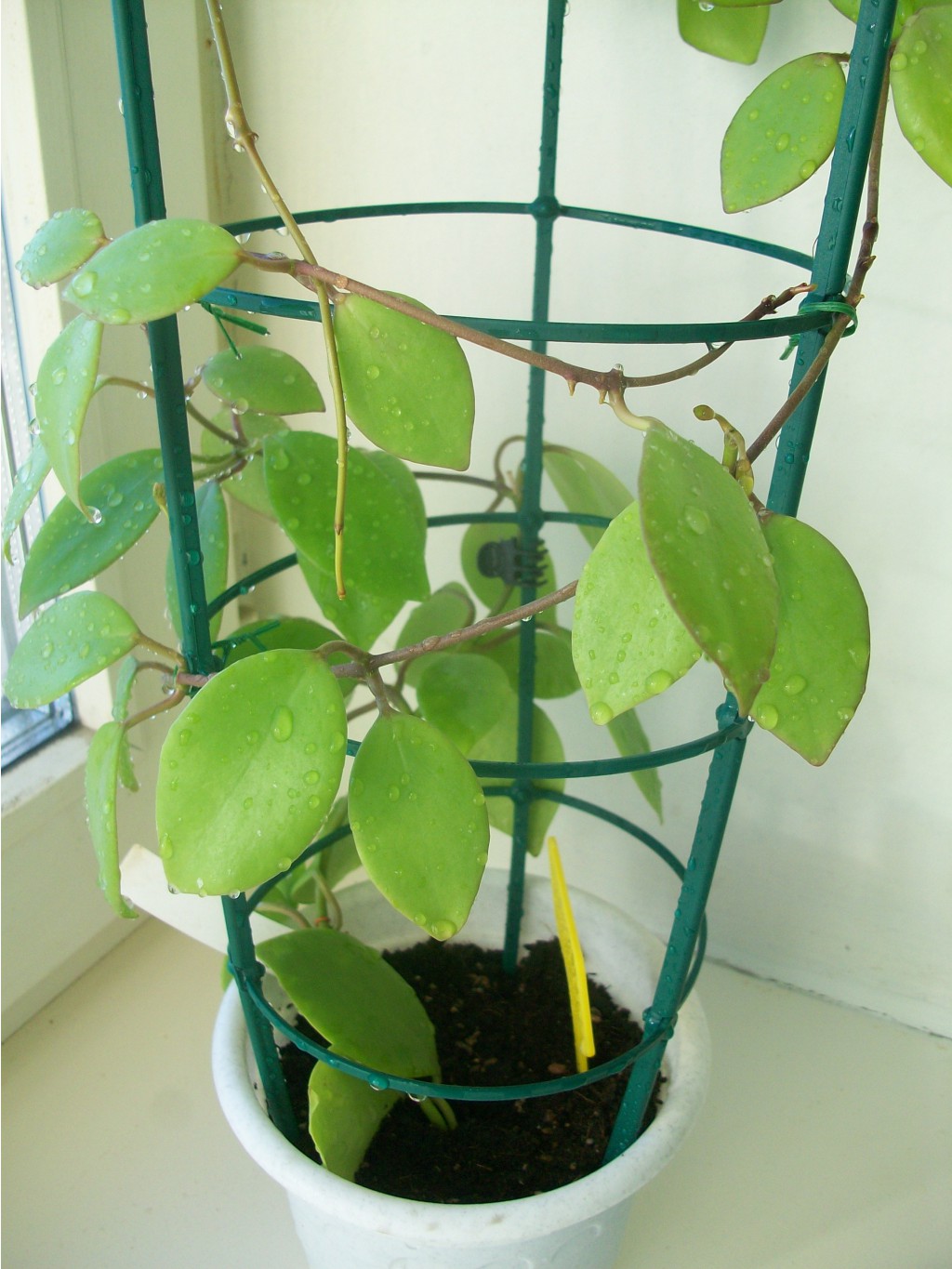 Hoya vanuatuensis.JPG