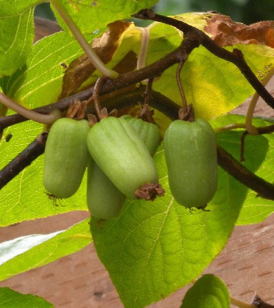 Actinidia kolomikta Adam 2.jpg